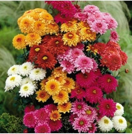 Dünyam Kasımpatı Çiçeği Tohumu