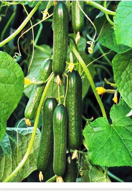 TARIM HİBRİT ASMA SALATALIK PUGAR-F1 10 ADET TOHUM