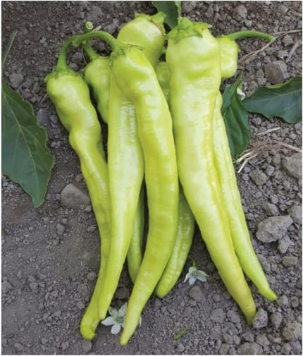 TARIM Ata Tohumu Sivri Biber Yalova Çarliston 100 Adet Tohum