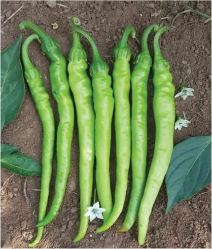 Tarım Ata Tohumu Tatlı Sivri Çetinel Biber 100 Adet Tohum