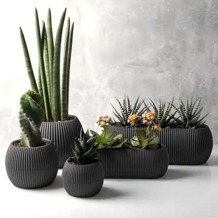 5 Parça Mercan Kaktüs Saksı Seti Plastik Sukulent Saksısı Set (Antrasit)