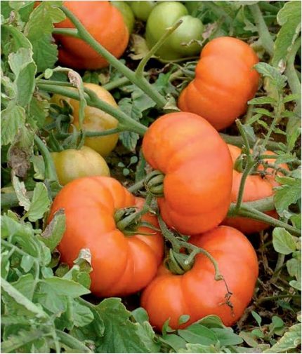 TARIM Ata Tohumu Yerli Doğal Köy Domatesi 100 Adet Tohum