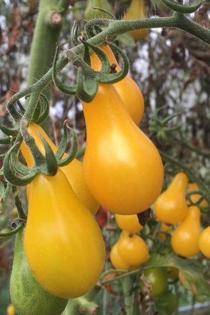 Ampul Domates Tohumu 70 Adet