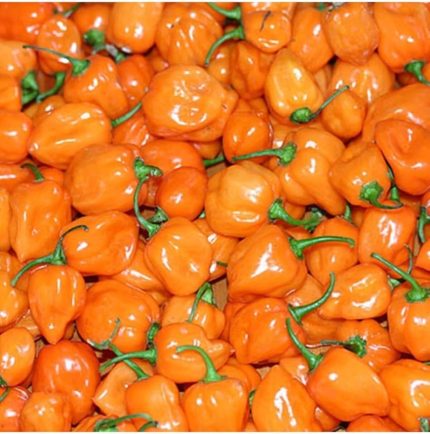 Adet Turuncu Habanero Acı Biber Tohumu