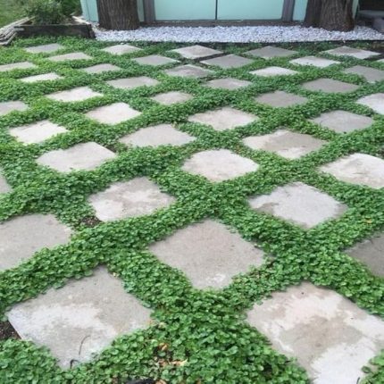 Tohum Dona Dayanıklı Dichondra Repens Fare Kulağı Tohumu(100