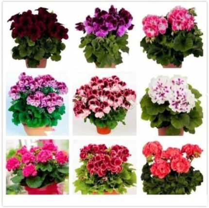 Look Sarmaşık Sardunya Tohumu 8 Adet 8 Renk TH-thmdnym09