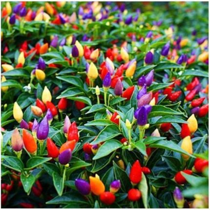 Acı Süs Biberi Tohumu 100 Adet Biber Tohumu