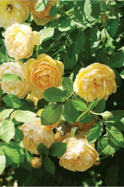 Look 10 Adet Kokulu Yediveren Sarı Sarmaşık Gül Tohumu TH-5365520093475258