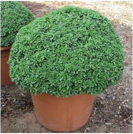 Dünyam Mis Kokulu Top Reyhan Tohumu 15 Adet Tohum Çiçek Tohumu Fesleğen