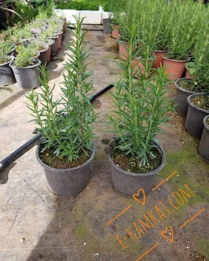 BIBERIYE Fidanı (Bahar Kampanyası)