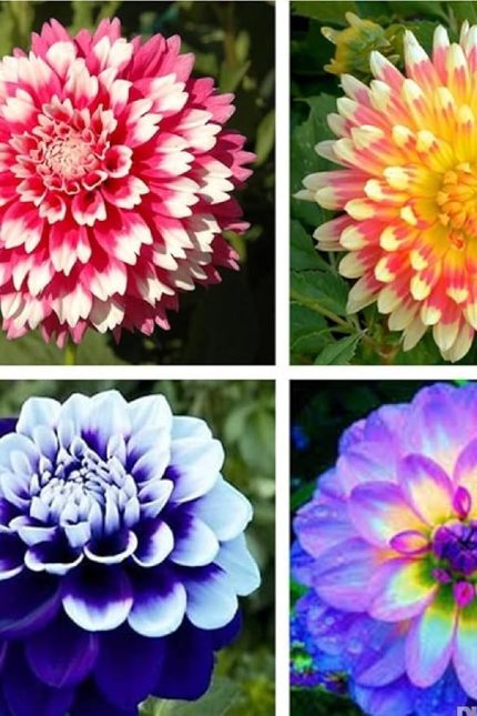 Look Dahlia Dalya Çiçeği Tohumu Özel Renk 10 Adet TH-2022dshnglkthm212