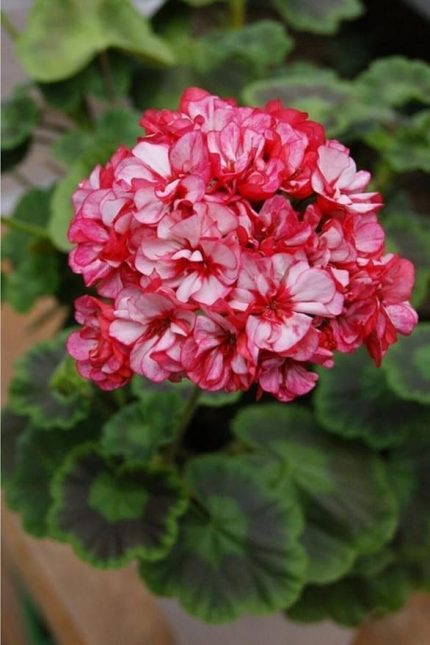 Dünyam 10 Adet Iki Renk Sakız Sardunya Çiçek Tohumu