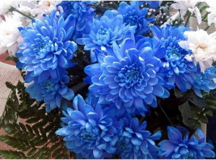 Dünyam Mavi Renkli Krizentem (kasımpatı) Çiçeği Tohumu