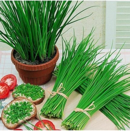 Dünyam Frenk Soğanı Tohumu 50 Adet