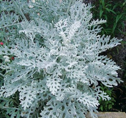 Bahçe Külü Tohumu (Gümüş Renkli) - 40 Tohum