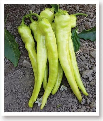 TARIM Ata Tohumu Sivri Biber Yalova Çarliston 1000 Adet Tohum