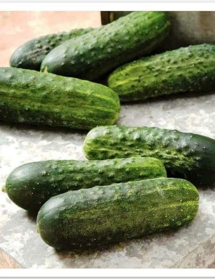 TARIM HİBRİT KORNİŞON TOHUMU CAN F1 100 ADET TOHUM