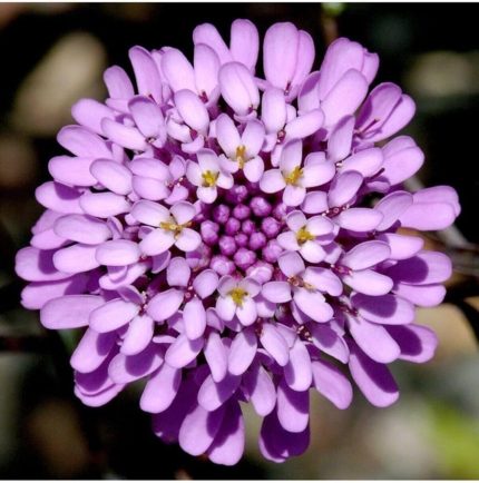 Dünyam 10 Adet Mor Renkli Girit Çiçeği Tohumu Kokulu