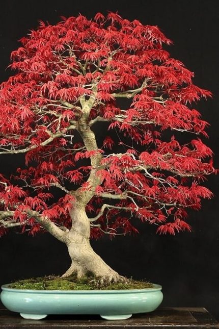 Look Bonsai Ağaci Tohumu 5 Adet TH-2022dshnglkthm203