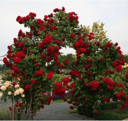 Dünyam 20 Adet Kırmızı Sarmaşık Gül Tohumu