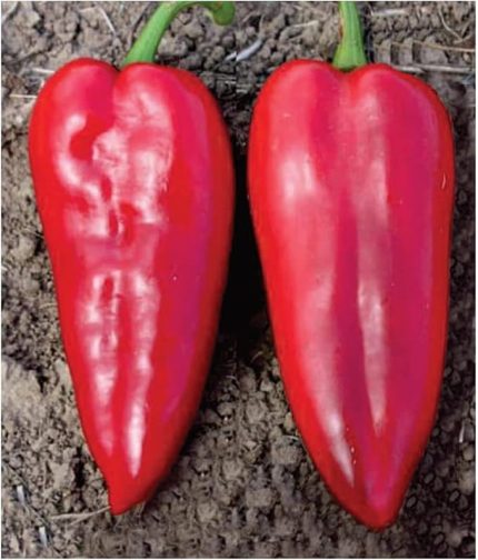 Tarım Ata Tohumu Yöresel Yağlık Biber 100 Adet Tohum