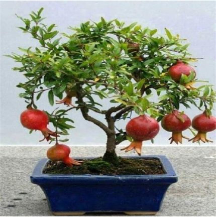 Dünyam Nadir Ithal Bodur Nar Bonzai Ağacı Tohumu 5 Tohum Bonsai Tohumu