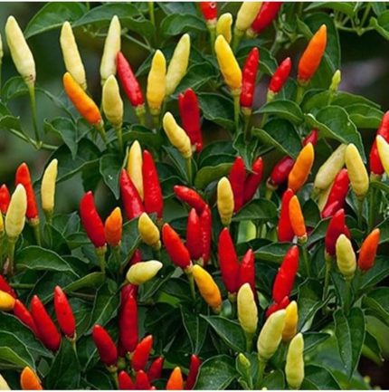 Adet Tabasco Acı Biber Tohumu