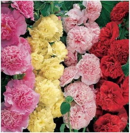 Katmerli Uzun Boylu Gül Hatmi Çiçeği Tohumu