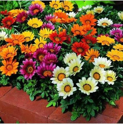 Dünyam 10 Adet Gazania Mix Flower Tohumu