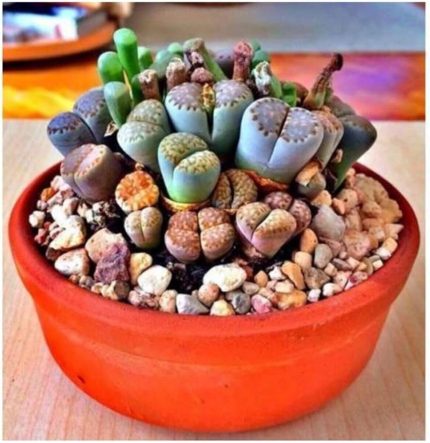 Dünyam Lithops Taş Çiçek Tohumu- 15 Adet