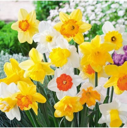 Karışık Renk Nergis Soğanı 5 Adet