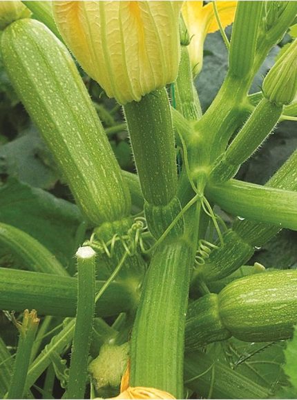 TARIM Hybrit Dolma Kabak Tohumu 10 Adet Tohum