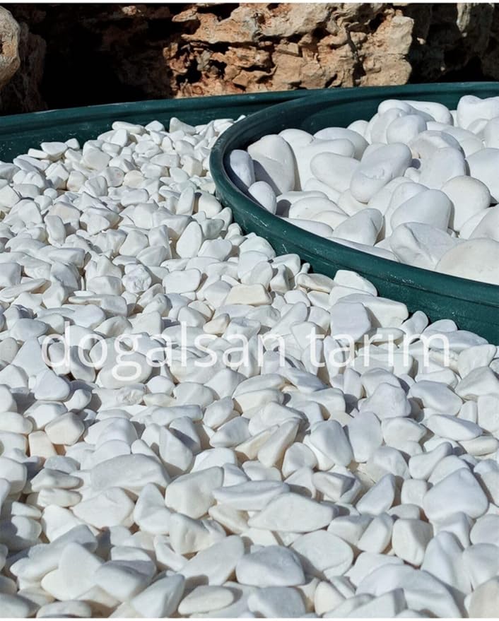 71cMR-CXvKL._AC_SY879_