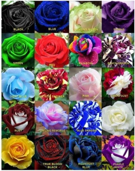 Dünyam 20 Adet 20 Çeşit Karışık Gül Tohumu