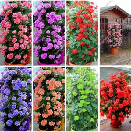 Dünyam 8 Adet 8 Renk Sarmaşık Sardunya Tohumu