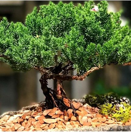Dünyam 5 Adet Ardıç Bonsai Tohumu