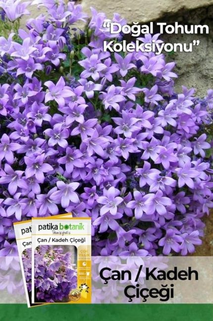 Adet Çan Kadeh (Campanula L.) Çiçek Tohumu