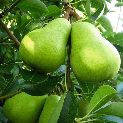 Tüplü Aşılı Nadir Bulunan Hoş Kokulu Bahribey Armut Fidanı