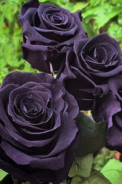 Look Aşı Siyah Gül Tohumu/Halfeti Gülü, 5 Adet Tohum TH-thmcmthm406