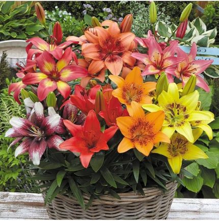 Karışık Renk Kokulu Lilyum (Zambak) Çiçeği Soğanı 2 Adet