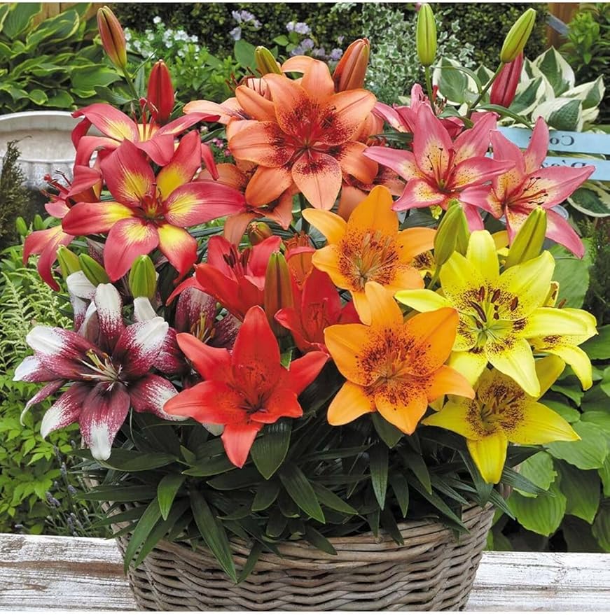 71jjQXhlrxL._AC_SY879_