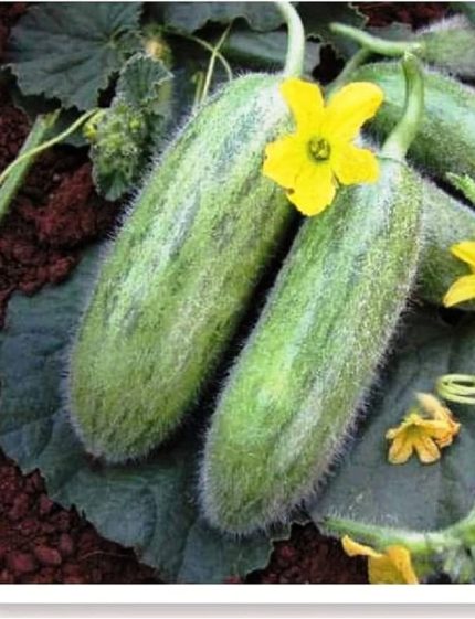 TARIM ATA TOHUMU YERLİ ACUR KARADİBEK 100 ADET TOHUM