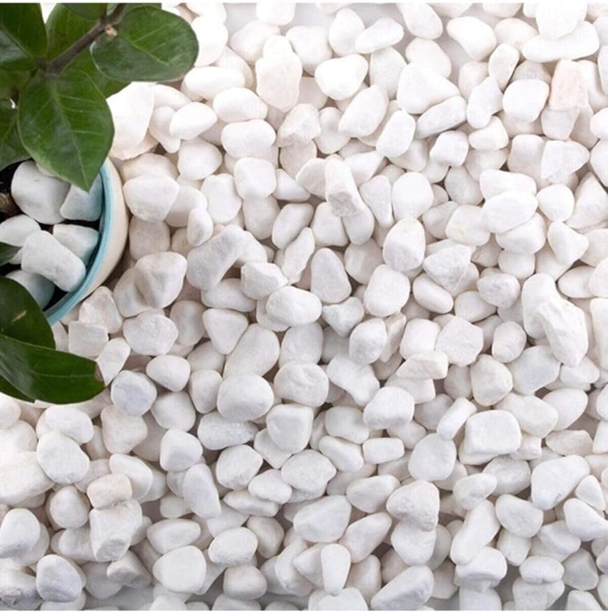 71lNtYgyx5L._AC_SY879_