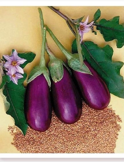 TARIM ATA TOHUMU YERLİ ANTEP PATLICANI 100 ADET TOHUM