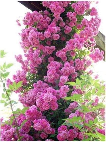 Look Pembe Sarmaşık Gül Tohumu 5 Adet Tohum TH-87770398964100091