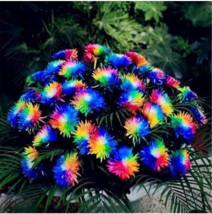 Look Çok Nadir Himalaya Orkide Çiçeği Tohumu 5 Tohum Orkide Tohumu TH-877796320297