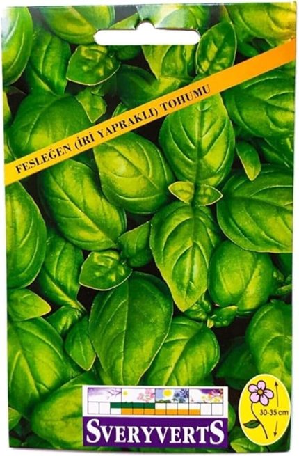 Fesleğen Iri Yapraklı Çiçeği Tohumu