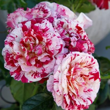 Abracadabra Karışık Renkli Yediveren Gül Fidanı