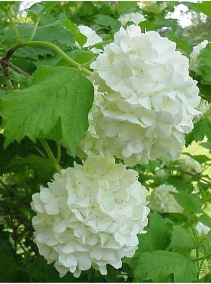 Dünyam 15 Adet Beyaz Renkli Ortanca Çiçeği Tohumu