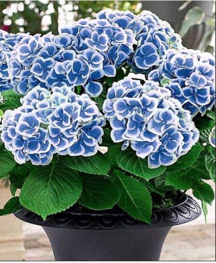 Dünyam Ebruli Mavi Ortanca Çiçeği Tphumu- 10 15 Adet